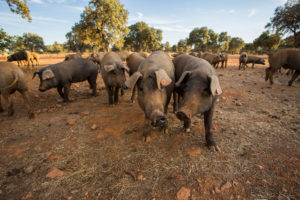 La Finojosa Embutidos y Jamones